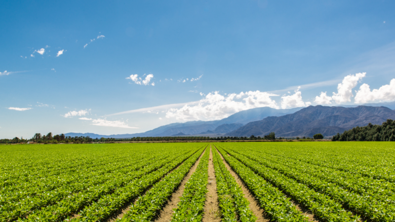 Agricultura Orgânica