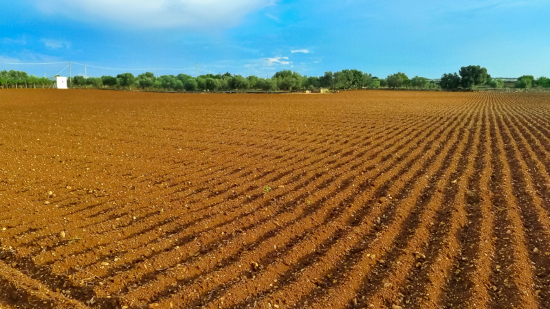 Fertilidade do Solo e Adubação