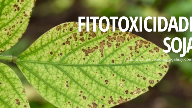 FITOTOXICIDADE NA CULTURA DA SOJA