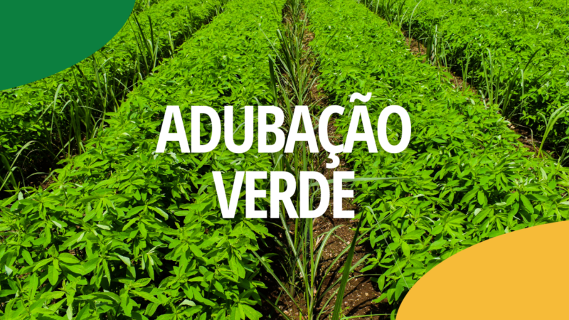 ADUBO VERDE