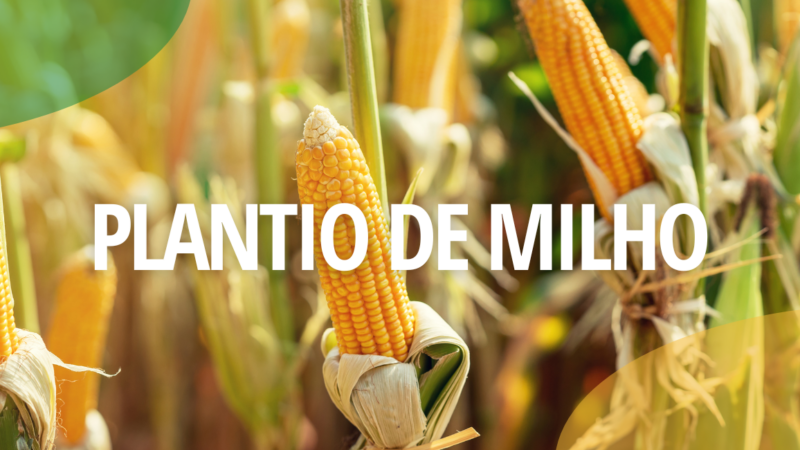 QUAL A MELHOR ÉPOCA PARA O PLANTIO DE MILHO?
