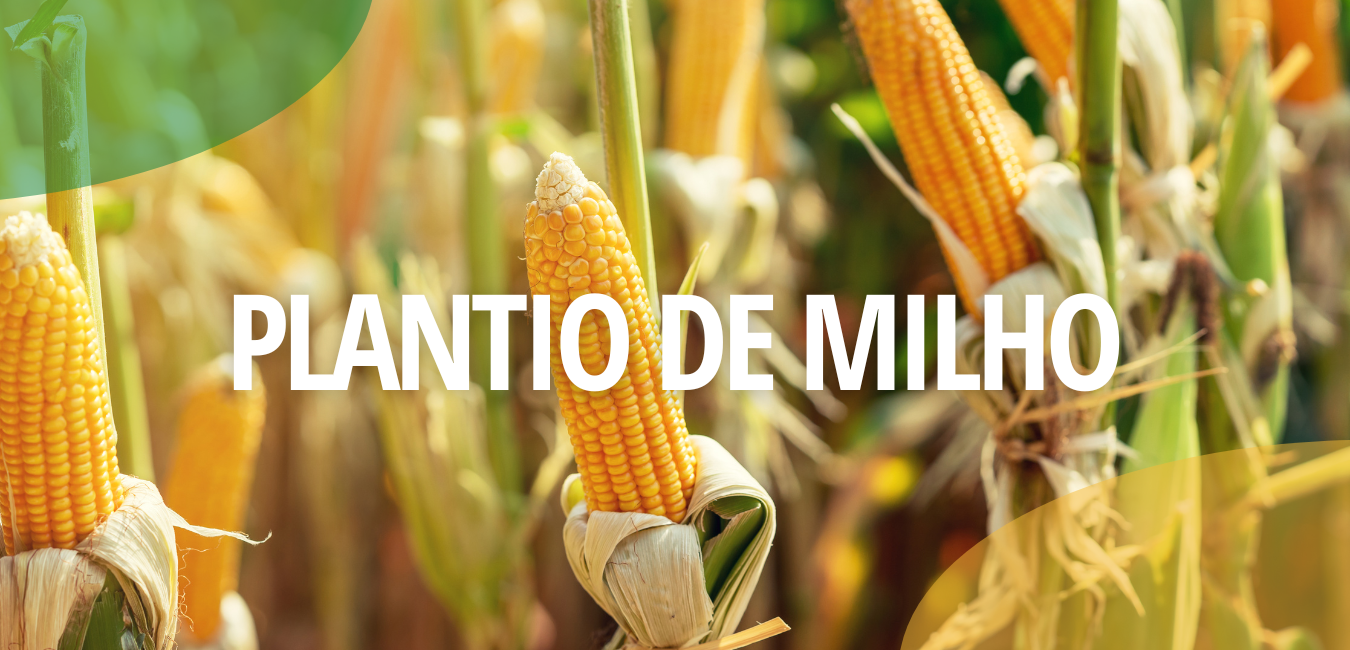 QUAL A MELHOR ÉPOCA PARA O PLANTIO DE MILHO?