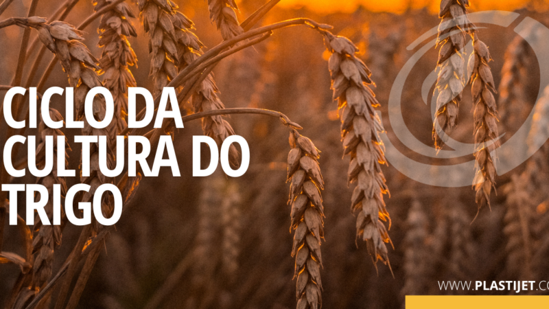 QUAL CICLO DA CULTURA DO TRIGO?