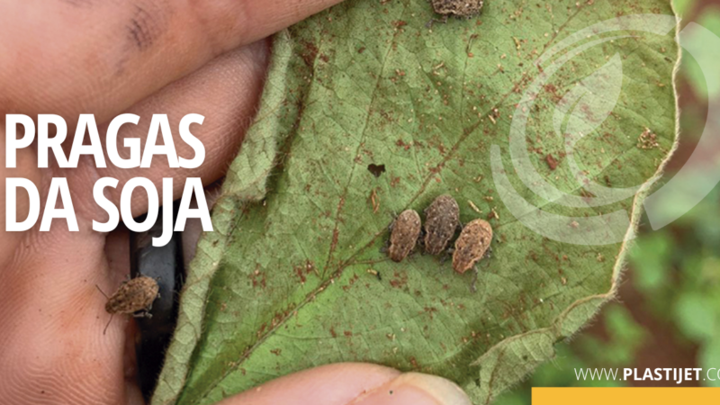 CUIDADOS COM CASCUDINHO-DA-SOJA