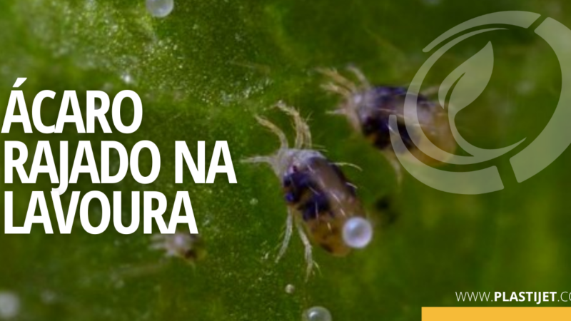 COMO FAZER O MANEJO DE ÁCARO-RAJADO NA LAVOURA