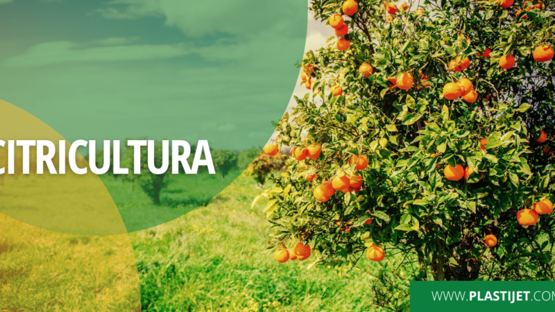 Citricultura: como ter mais produtividade em sua lavoura?