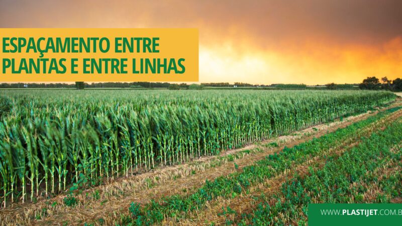 COMO O ESPAÇAMENTO ENTRE PLANTAS E ENTRE LINHAS AJUDA NA PRODUTIVIDADE?