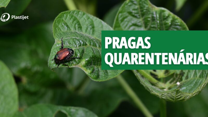 QUAIS SÃO OS RISCOS DAS PRAGAS QUARENTENÁRIAS PARA A AGRICULTURA?
