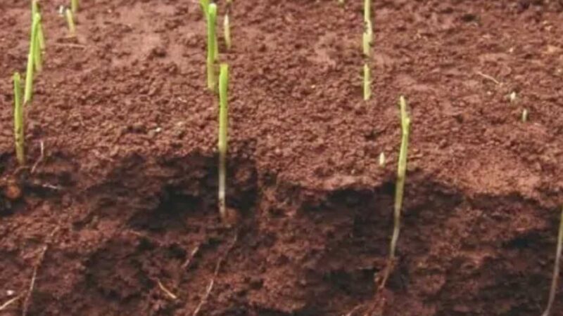 PROFUNDIDADE DE SEMEADURA DA SOJA: SAIBA MAIS