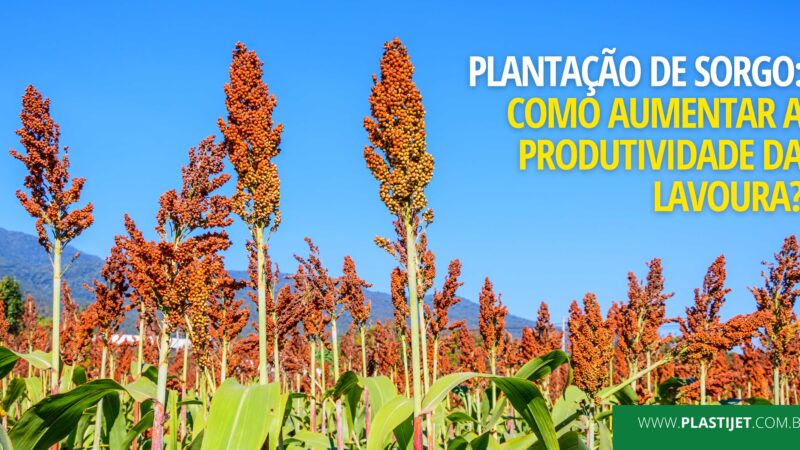Plantação de sorgo: como aumentar a produtividade da lavoura?