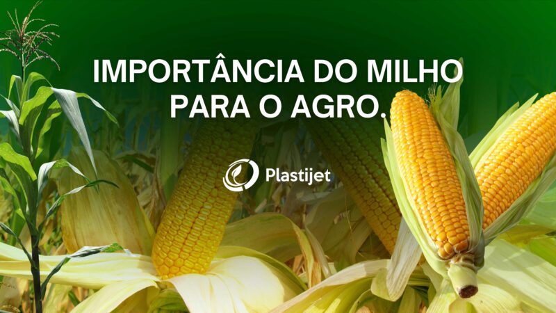 Importância do Milho para o Agro.