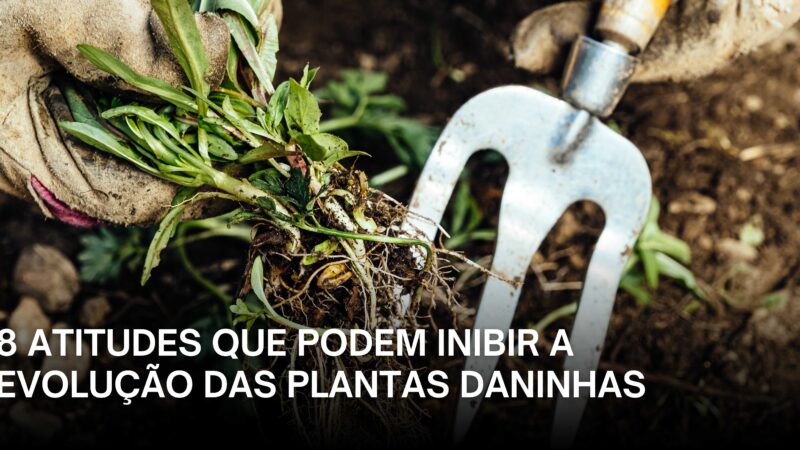 8 atitudes que podem inibir a evolução das plantas daninhas.