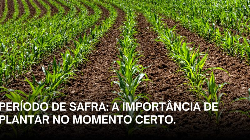 Período de safra: a importância de plantar no momento certo.